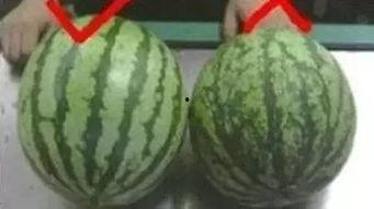 网红吃瓜视频都在哪看到,热门平台大揭秘