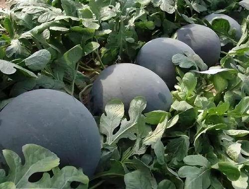 黑料吃瓜网热点大瓜蘑菇,蘑菇热点大瓜，揭秘娱乐圈幕后真相