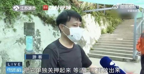 网红吃瓜胖子是谁,揭秘网络红人的神秘面纱