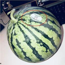 缅甸网红吃瓜是谁,网络红人的崛起与影响力
